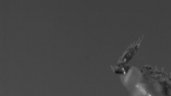 Slow-motion GIF of insect flicking away a pee droplet