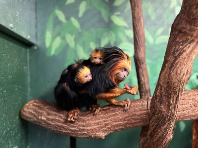 For the first time in 16 years, a pair of golden-headed lion tamarins were born on the morning of October 7, 2021. New mom Lola carries the new infants on her back and cradles them close to her body.&nbsp;