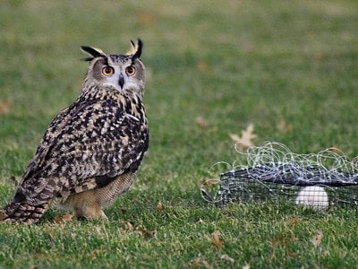 Flaco, a Eurasian eagle-owl, stands beside a trap with a rat inside. He tried to grab the rat and became briefly snared by the trap&#39;s wires, then got free and flew away.