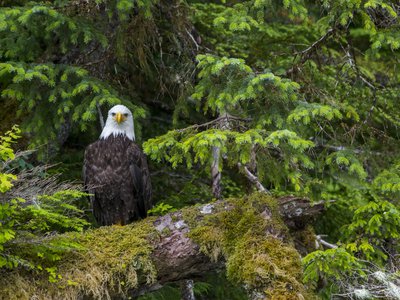 The Tongass National Forest is home to a variety of wildlife, including bald eagles, salmon, brown bears and wolves.