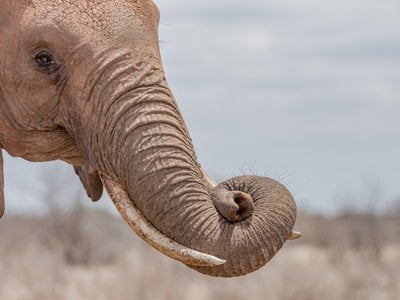 Innovators may want to create soft robots that more accurately replicate the dynamics of an elephant&rsquo;s trunk.