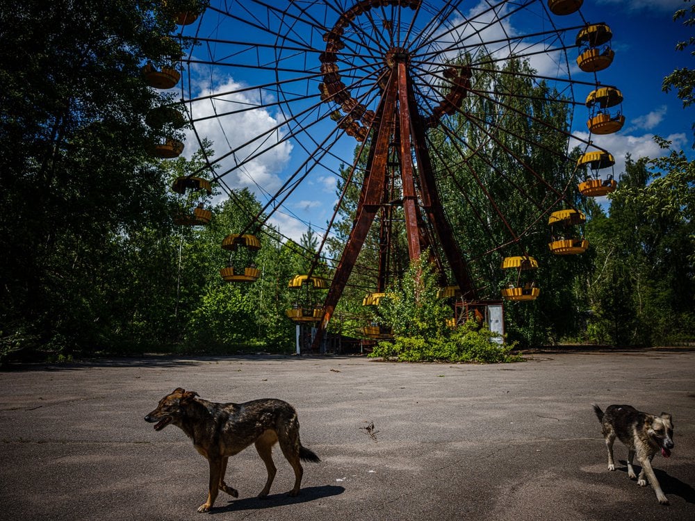 Two dogs walking on pavement in front of a rusty Ferris wheel