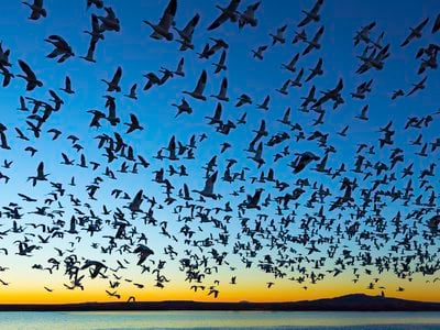 Thousands of migratory birds, including snow geese, sandhill cranes and ducks make Bosque del Apache National Wildlife Refuge in New Mexico their fall and winter home.