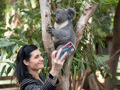 A big-eared, large-nosed, frown-mouthed furry grey and white medium-sized animal sits in the "v" of a small tree, holding one of the branches. In front of the animal is a woman with black hair wearing business clothes and smiling as she snaps a selfie.