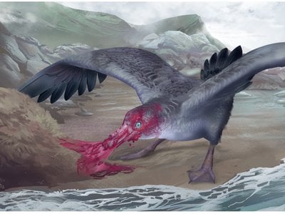An artist&#39;s depiction of&nbsp;Macronectes tinae, a newly identified extinct species of giant petrel that lived in New Zealand.